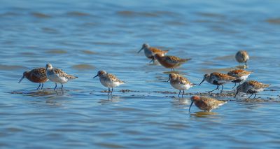 Wader protection project awarded funding boost